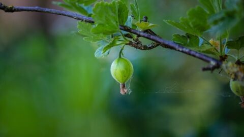 Gooseberries Health Benefits