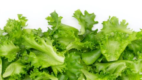 Lettuce Health Benefits