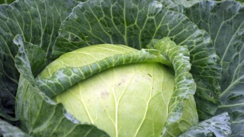 Cabbage Health Benefits