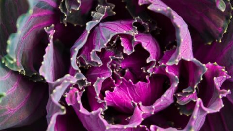 Red Cabbage Health Benefits