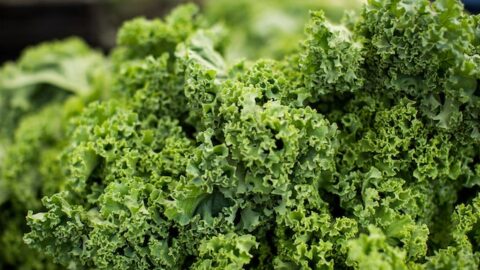 Kale health benefits